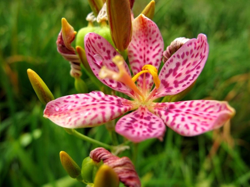 sandy-lily-02