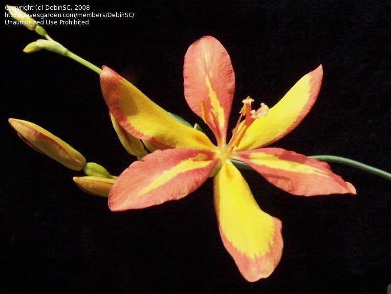 sandy-lily-03