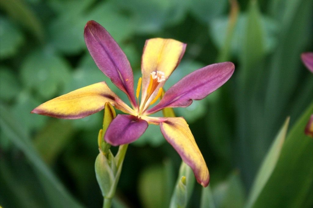 sandy-lily-04
