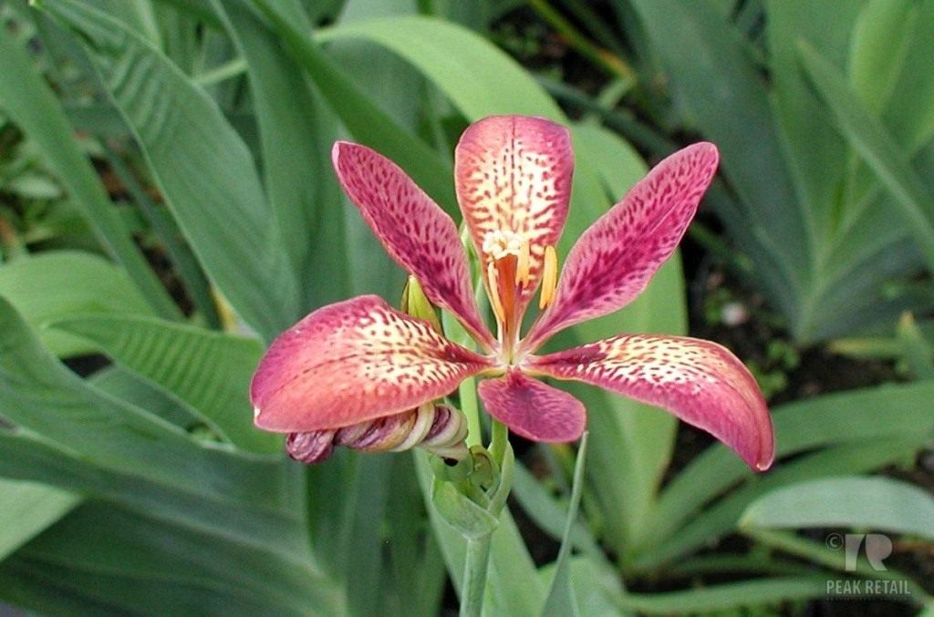 sandy-lily-05