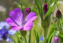 Куколь обыкновенный, или Куколь посевной, или Агростемма обыкновенная (Agrostemma githago)