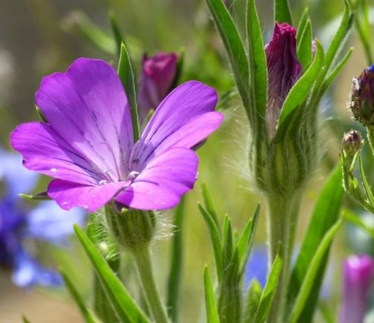Скромные и акварельные куколи, или агростеммы - Цветник и ландшафт Куколь обыкновенный, или Куколь посевной, или Агростемма обыкновенная (Agrostemma githago)