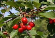 Вишня кислая, или Вишня обыкновенная (Prunus cerasus)