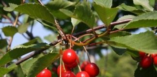 Вишня кислая, или Вишня обыкновенная (Prunus cerasus)