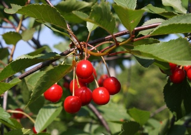 Вишня кислая, или Вишня обыкновенная (Prunus cerasus)