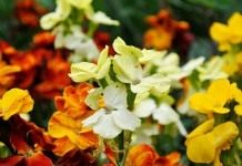 Лакфиоль, желтофиоль или желтушник Чери 'Orange bedder' (Erysimum cheiri)