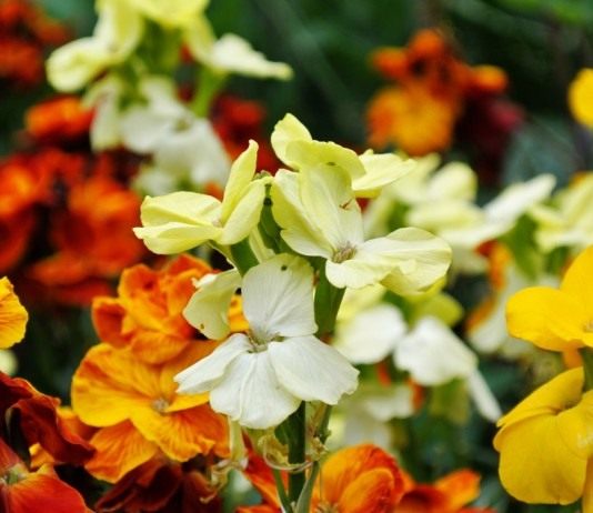 Пронзительная простота желтушников - Цветы многолетние Лакфиоль, желтофиоль или желтушник Чери 'Orange bedder' (Erysimum cheiri)