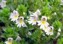 Очанка (Euphrasia)