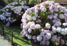 Куст гортензии крупнолистной