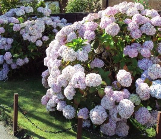 Куст гортензии крупнолистной