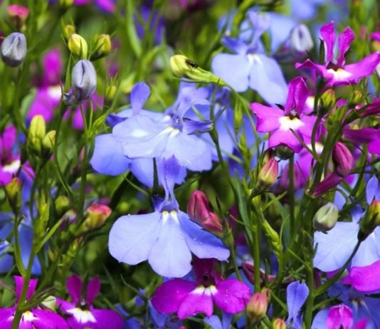 Выращивание лобелии из семян - Цветник и ландшафт Лобелии