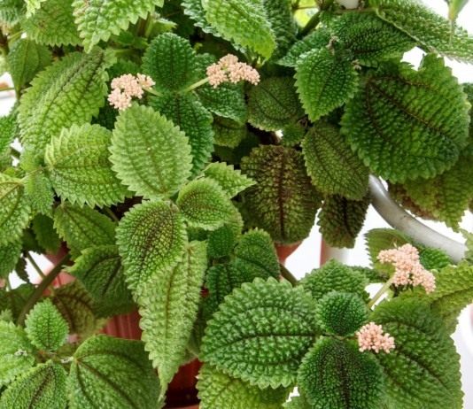 Пилея обернутая