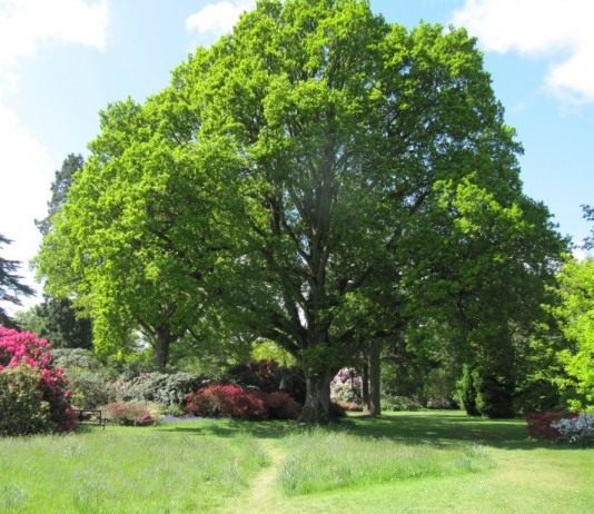 Дуб скальный — царственный великан - Цветник и ландшафт Дуб скальный