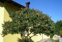 Сумах оленерогий, или Сумах пушистый, Уксусное дерево (Rhus typhina)