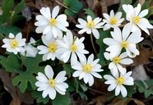 Сангвинария канадская (Sanguinaria canadensis)