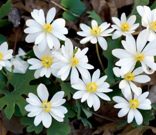 Сангвинария — тенелюбивый многолетник - Цветник и ландшафт Сангвинария канадская (Sanguinaria canadensis)