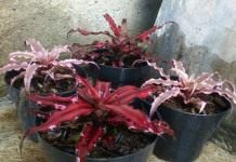Криптантусы 'Pink Starlight' и 'Ruby'