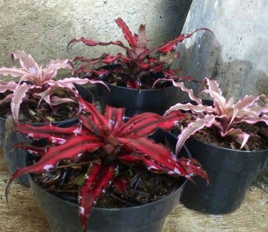 Криптантусы 'Pink Starlight' и 'Ruby'