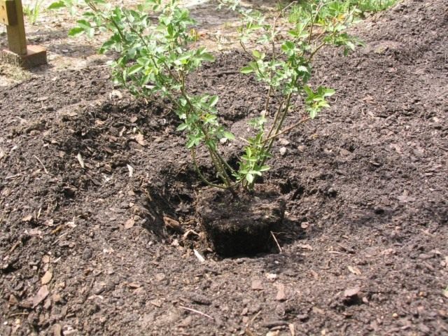 В апреле уже можно приступить к высадке многолетних цветов и декоративных кустарников, к примеру роз