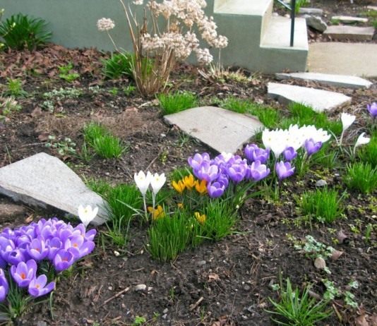 Крокусы в весеннем цветнике