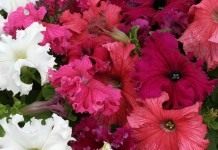 Фриллитунии (frillytunia) — разновидность петунии гибридной (petunia hybrida)