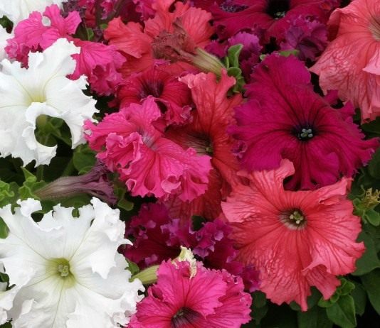Фриллитунии — петунии с огромными цветками - Цветник и ландшафт Фриллитунии (frillytunia) — разновидность петунии гибридной (petunia hybrida)