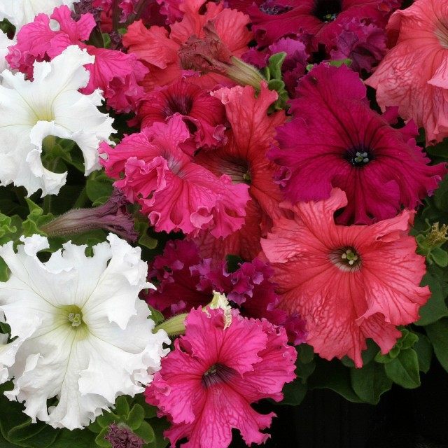 Фриллитунии (frillytunia) — разновидность петунии гибридной (petunia hybrida)