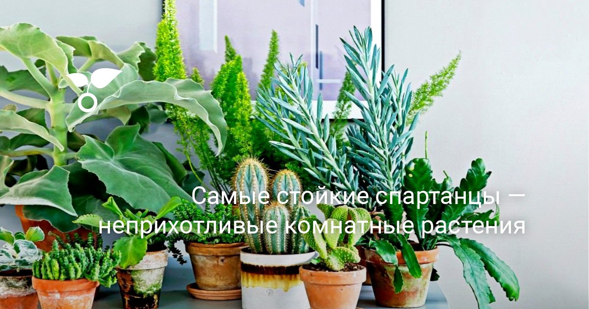 Самые стойкие спартанцы — неприхотливые комнатные растения
