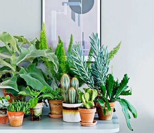Самые стойкие спартанцы — неприхотливые комнатные растения - Комнатные растения Комнатные растения