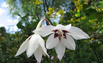 Парящая фея ацидантера