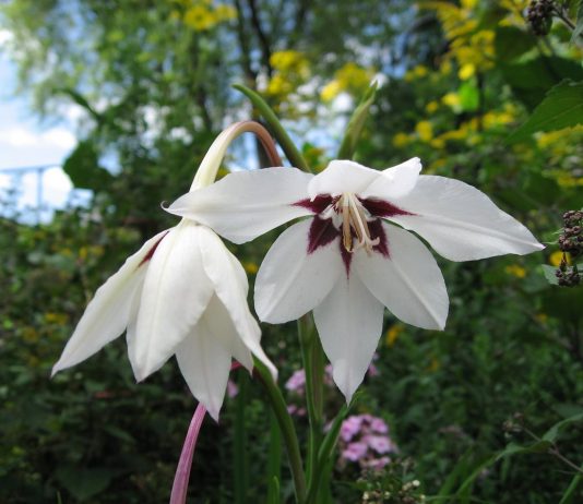 Парящая фея ацидантера - Комнатные растения Парящая фея ацидантера