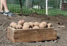 Высадку подготовленных клубней картофеля проводят разными способами в зависимости от типа почвы