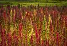Киноа, или Кинва (Chenopodium quinoa)