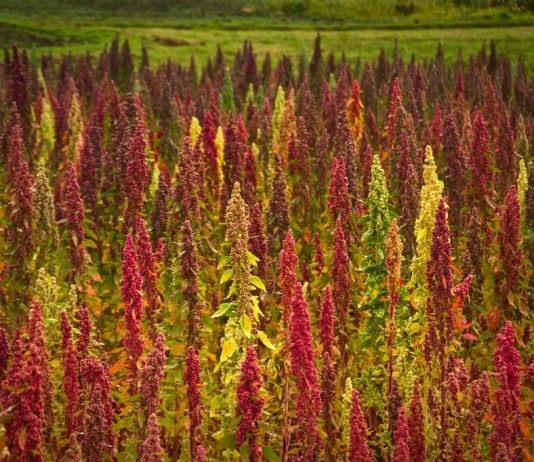 Киноа, или Кинва (Chenopodium quinoa)