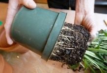 Вынимаем пересаживаемое растение из горшка