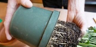 Вынимаем пересаживаемое растение из горшка