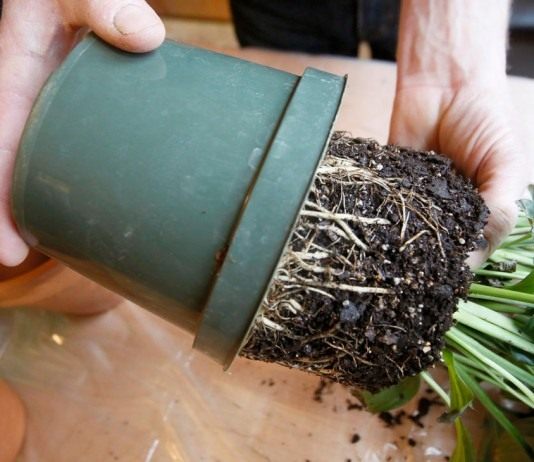 Срочная пересадка комнатных растений - Комнатные растения Вынимаем пересаживаемое растение из горшка