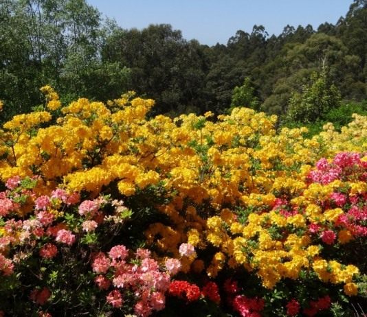 Рододендроны