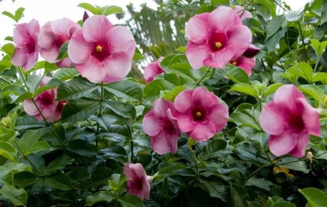 Алламанда Бланше (Allamanda blanchetii) Алламанда Бланше (Allamanda blanchetii)