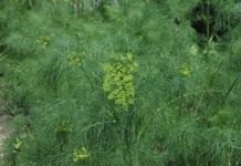 Укроп пахучий, или Укроп огородный (Anethum graveolens) — единственный вид семейства укропных