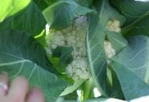 Цветная капуста (Brassica oleracea var. botrytis)