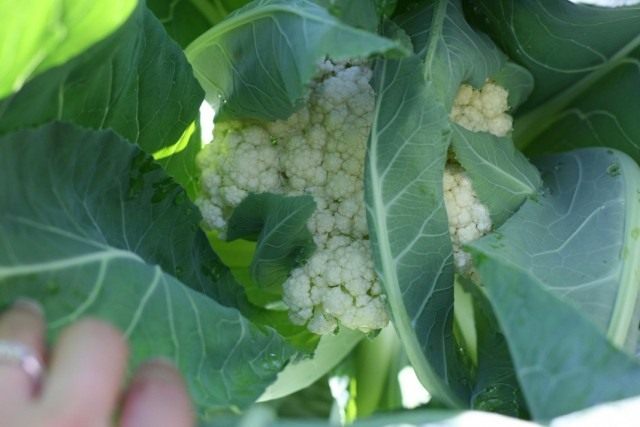 Цветная капуста (Brassica oleracea var. botrytis)