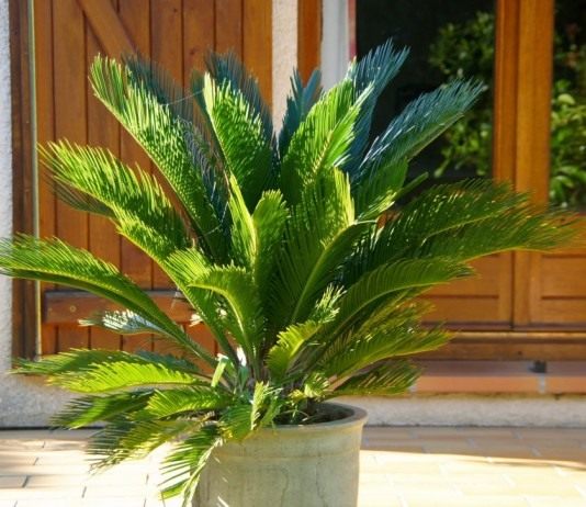 Саговник поникающий, или Цикас поникающий, или отвернутый (Cycas revoluta)