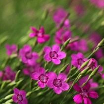 Гвоздика травянка (Dianthus deltoides)