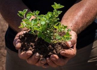 Эффективное восстановление почвенного плодородия биопрепаратами - Блоги компаний Биопрепараты восстановливают почвенное плодородие