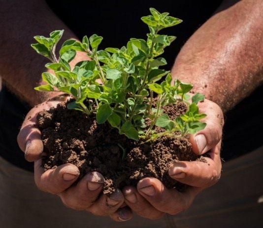 Биопрепараты восстановливают почвенное плодородие