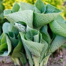 Хоста (Hosta)