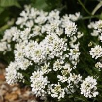 Иберис вечнозелёный (Iberis sempervirens)