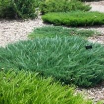 Можжевельник распростёртый, или горизонтальный (Juniperus horizontalis)