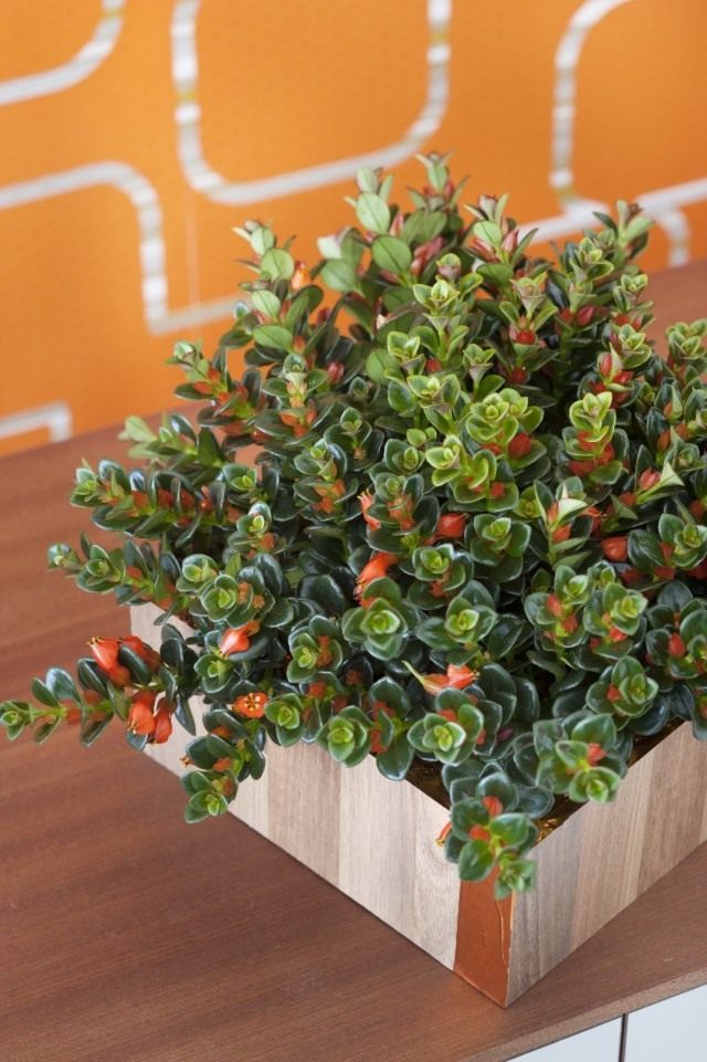Нематантус гибридный (Nematanthus hybrid) Нематантус гибридный (Nematanthus hybrid)